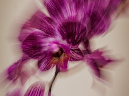 ICM - Magische Blüten durch Kamera-Rotation